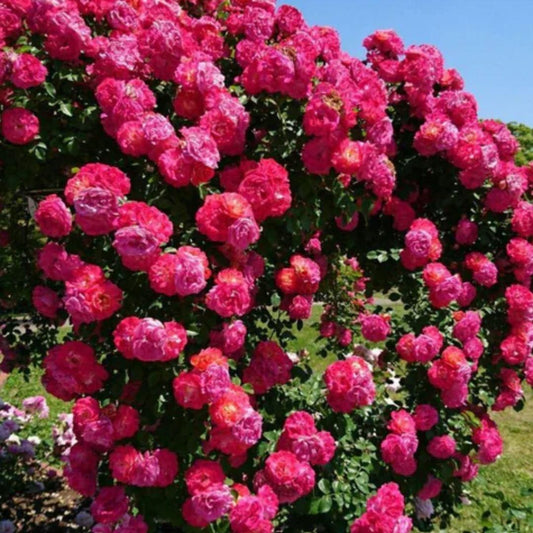 🌹Climbing Rose—Year-Round Blooming Seeds